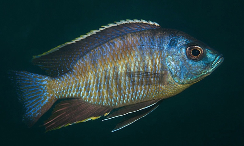 Copadichromis sp